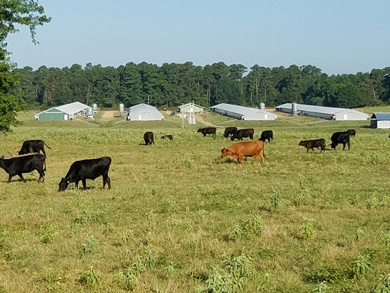 poultry farm2
